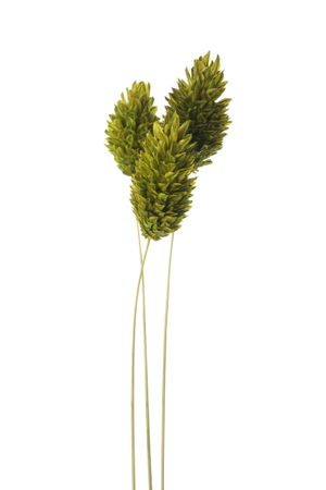 Three dried flowers in blank studio shoot