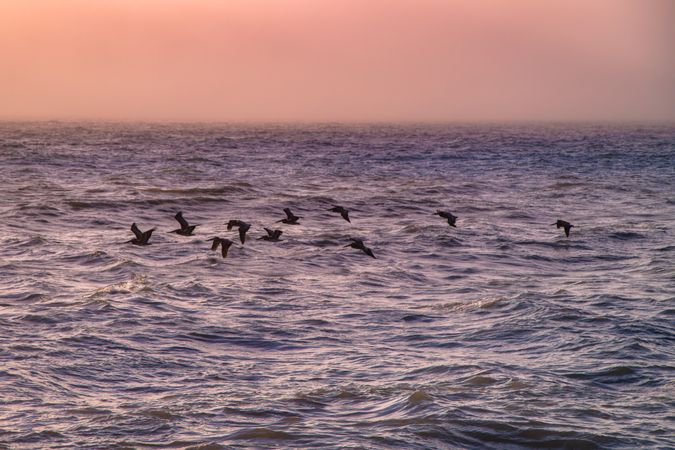 Flock of birds flying over the Pacific Ocean in late afternoon