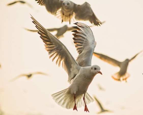 Flight of European herring gulls