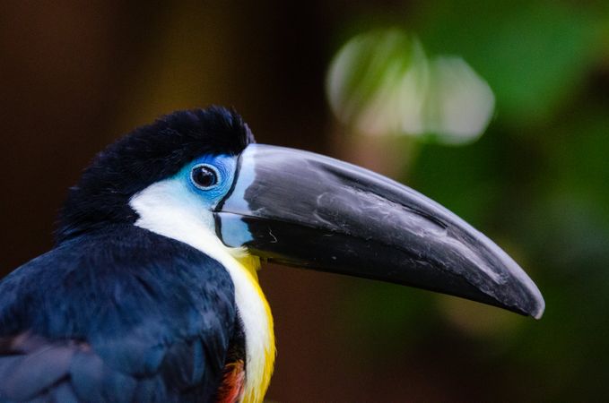 Channel-billed toucan, side view