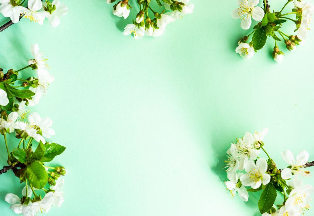 Spring floral frame with cherry blossoms on pastel green background