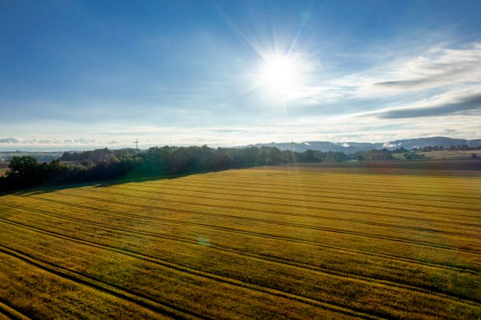 Drone shot at sunrise with wheat field in summer
