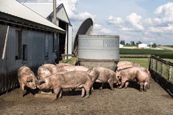 Pigpen on Dean and Julie Folkmann's hog farm in Benton County, Iowa