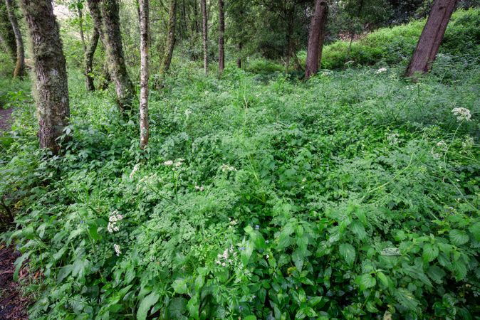 Fantastic forest in the Galician mythological mountains, Spain