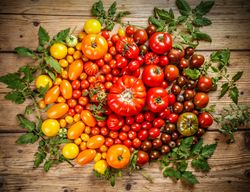 Flat-lay of fresh colorful ripe tomatoes