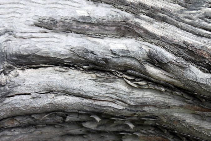 Close up texture of dead tree trunk