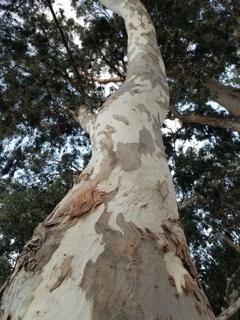 Upward shot of an eucalyptus tree