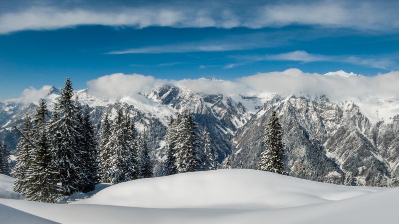 Fir trees in snow with mountains on the background