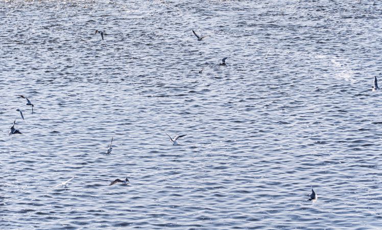 Gull birds over the Vltava river in Prague