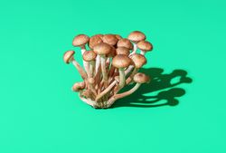 Wild edible mushrooms bundle isolated on a green background