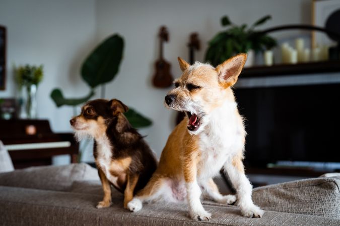 Two cute small dogs in living room, one yawning