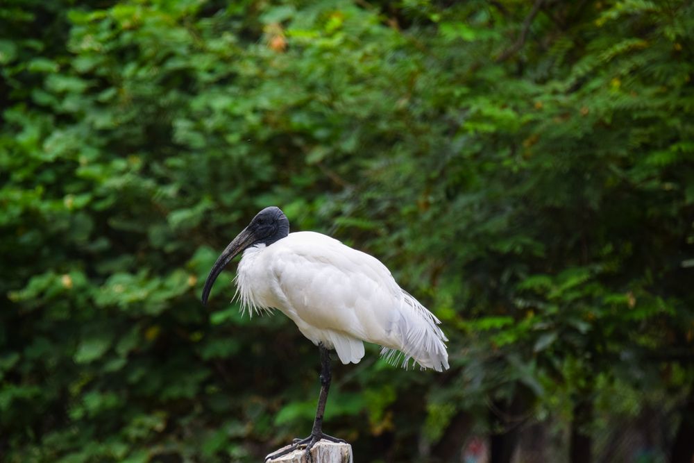 Wood stork beside tree
