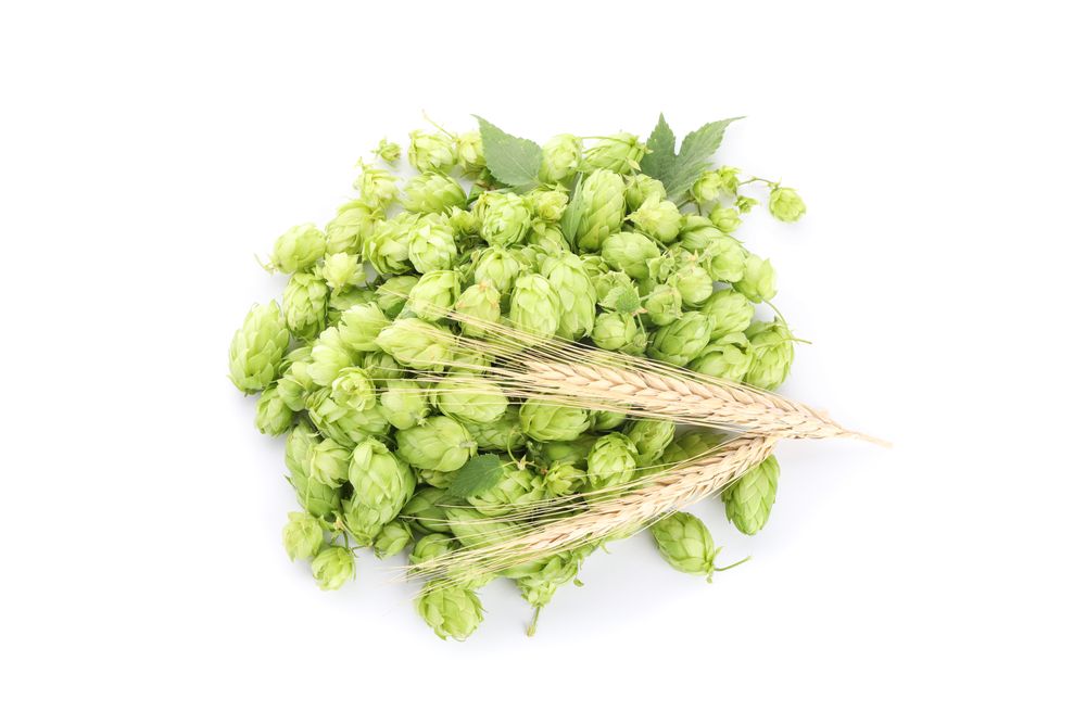 Hop cones and spikelets isolated on studio background