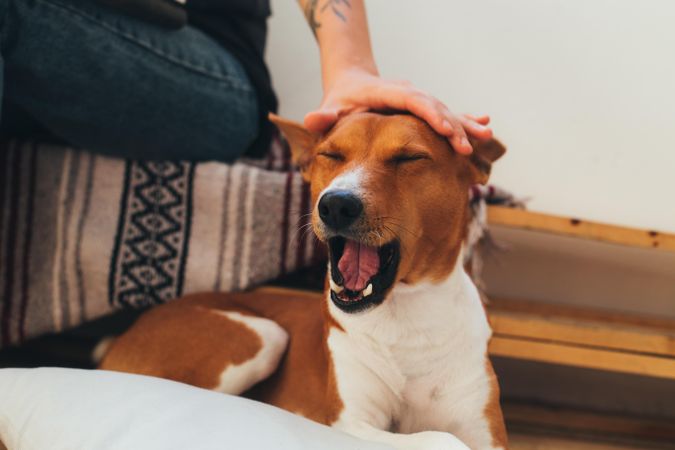 Cute tired dog being petted mid-yawn