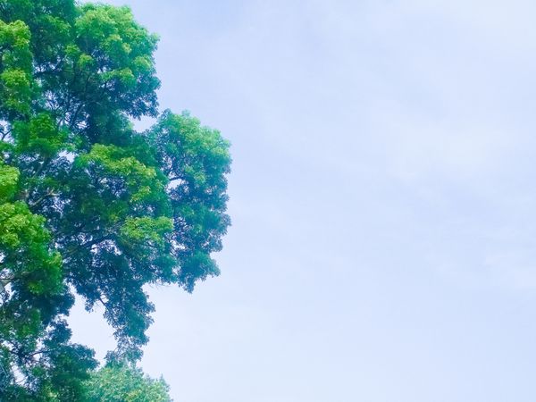 plant and sky