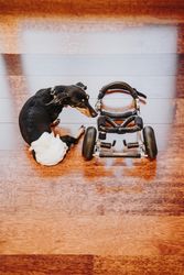 Dog sitting near wheelchair on floor