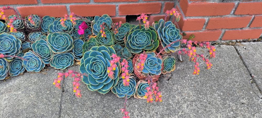 Echeveria succulent against a brick wall