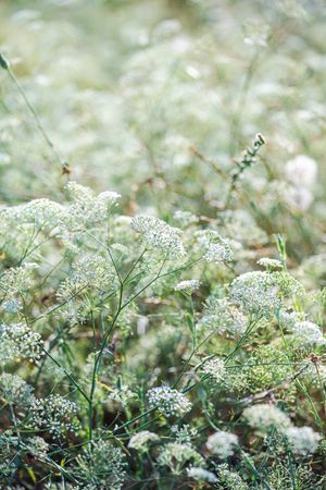 Flowering Gypsophila paniculata or panicled baby's-breath flowers