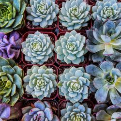 Succulents in pots, square crop