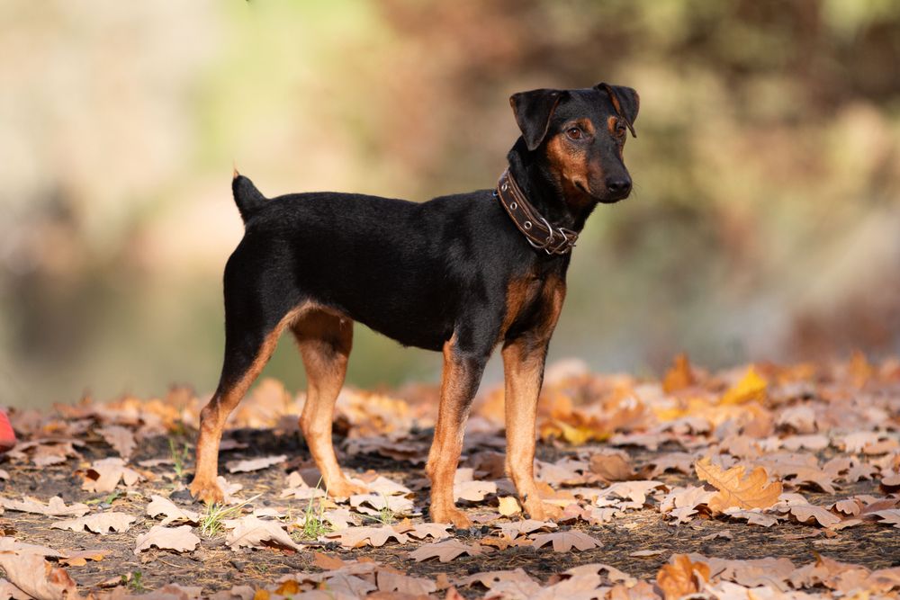 Autumn Walk with Young Dog