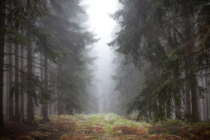 Clearing in the forest on foggy day