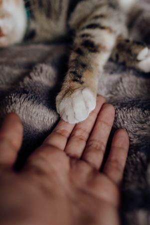 Crop hand touching paw of cat