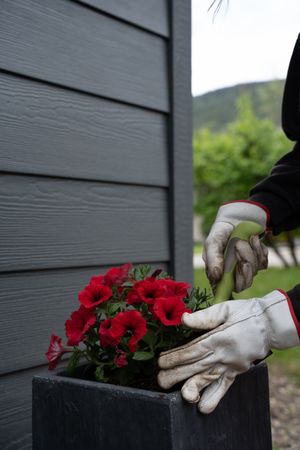 Gardening, planting red flowers in a grey pot at home with a green shovel