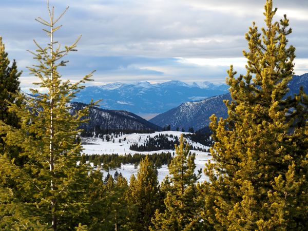 Winter's Embrace: Snowy Mountain Landscape Framed by Majestic Conifers