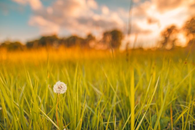 Dandelion in the long grass with sunset behind