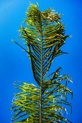 Palm leaf in color