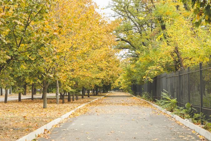 Park with different trees and fallen leaves. Autumn landscape