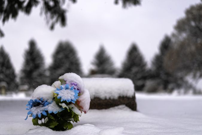 A pop of colorful flowers on a snowy day with trees in the background
