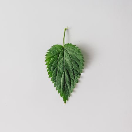 Green nettle leaf against gray background