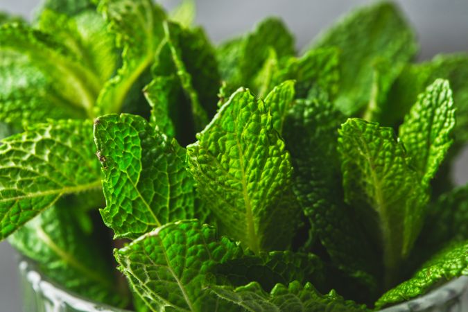 Photo detail of fresh mint leaves