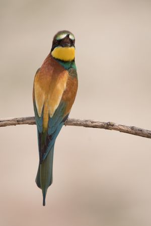 Bird standing on tree branch