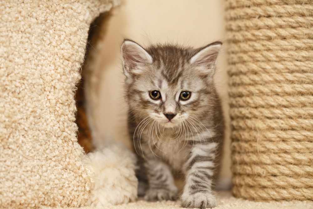 Kitten standing between a cat house and a scratching post