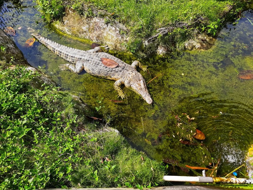 A crocodile in a small river puddle is waiting for its prey, top view.