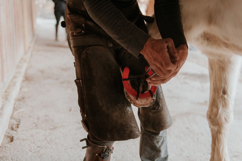Crop blacksmith putting horseshoe on hoof