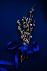 Easter card concept with pussy willow wrapped in blue ribbon