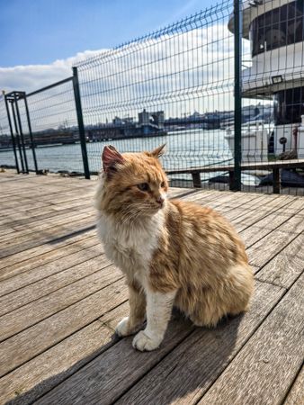 Cat of İstanbul