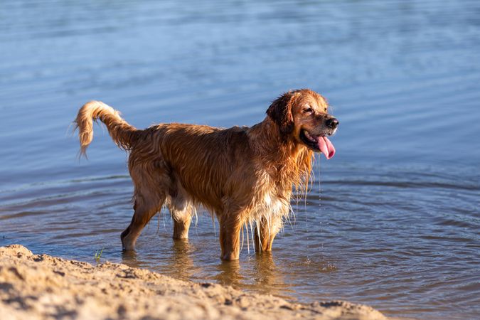 Golden Retriever still in the water