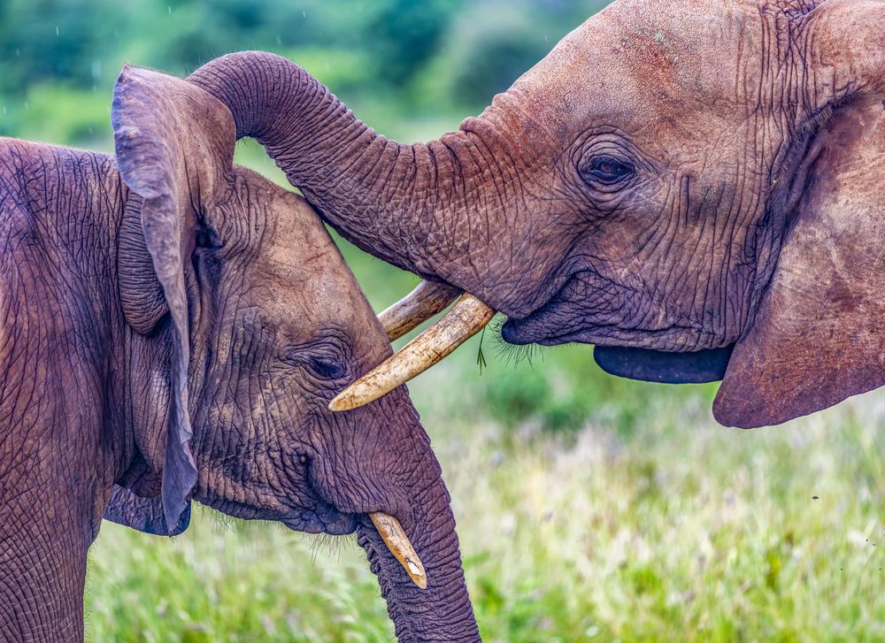 Baby African bush elephants cuddle