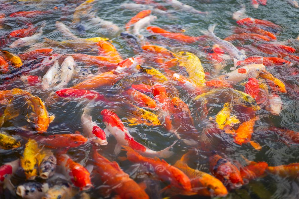 Koi carf fish in lake
