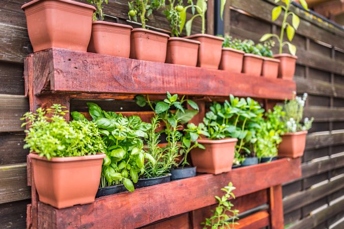 Wooden shelves of pots of green plants