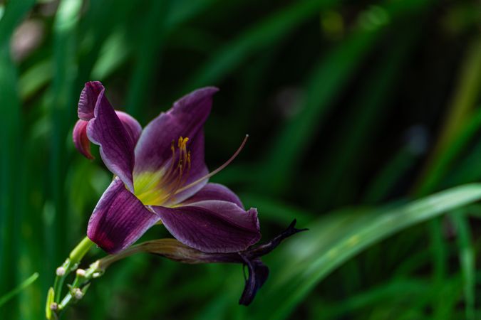 Bright lily flower in the garden