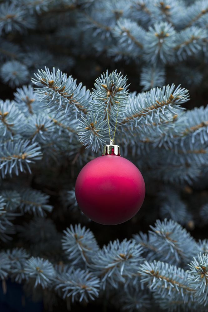 Red and golden ball in blue spruce tee