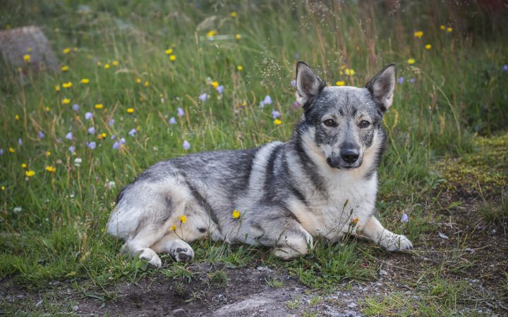 Dog