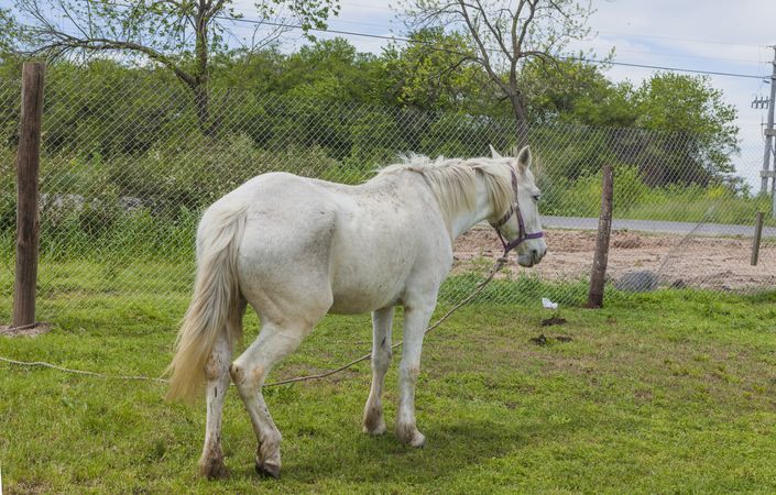 horse on green farm pasture