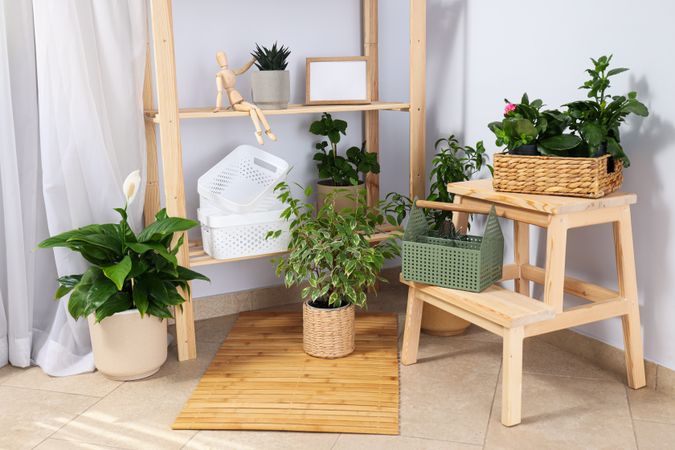 Cozy hobby - growing indoor plants at home