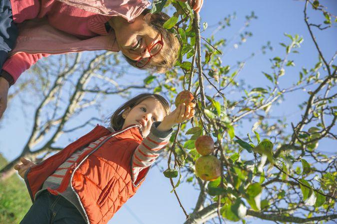 Mature woman and little girl picking apples from tree on sunny day